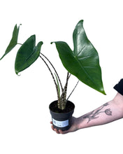 Lade das Bild in den Galerie-Viewer, Alocasia zebrina - Root Houseplants
