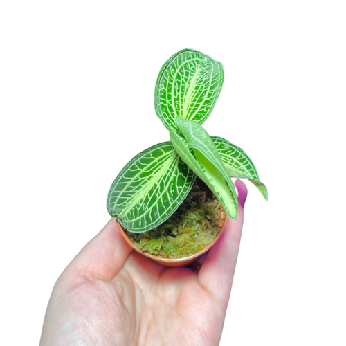 Anoectochilus albolineatus (White centre) - Root Houseplants