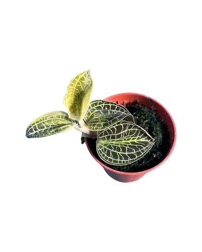 Anoectochilus albolineatus x Macodes petola - Root Houseplants