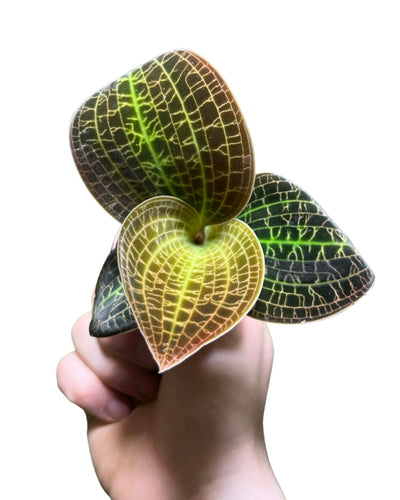 Anoectochilus brevilabris - Root Houseplants