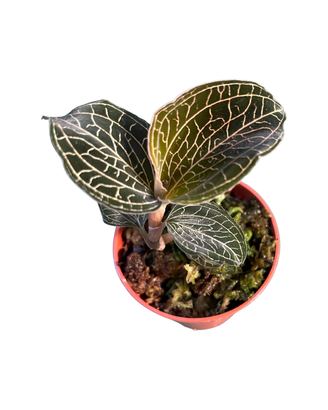 Anoectochilus burmannicus - Root Houseplants