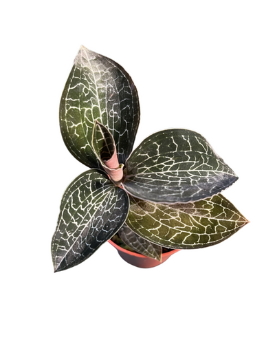 Anoectochilus formosanus - Root Houseplants