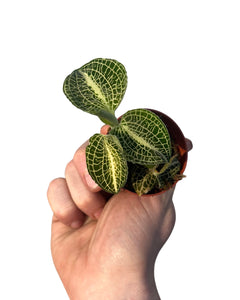 Anoectochilus siamensis X Roxburghii - Root Houseplants