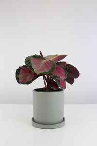 Anther + Moss Ceramics - Root Houseplants