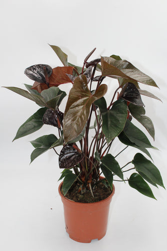 Anthurium andraeanum 'Black Beauty' - Root Houseplants