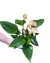 Charger l&#39;image dans la galerie, Anthurium andraeanum &#39;Peach Joli&#39; - Root Houseplants
