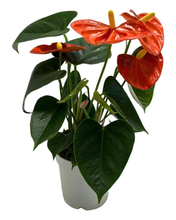 Load image into Gallery viewer, Anthurium andraeanum &#39;Royal Orange Champion&#39; - Root Houseplants
