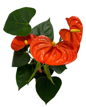 Load image into Gallery viewer, Anthurium andraeanum &#39;Royal Orange Champion&#39; - Root Houseplants
