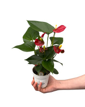 Charger l&#39;image dans la galerie, Anthurium andraeanum &#39;Royal Red Champion&#39; - Root Houseplants
