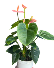 Charger l&#39;image dans la galerie, Anthurium andraeanum &#39;Royal Spirit Champion&#39; - Root Houseplants

