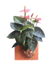 Charger l&#39;image dans la galerie, Anthurium andraeanum &#39;Royal Spirit Champion&#39; - Root Houseplants
