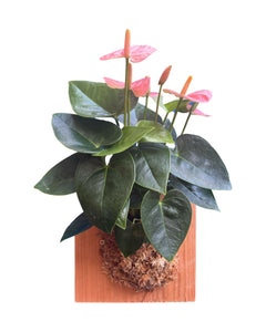Anthurium andraeanum 'Royal Spirit Champion' - Root Houseplants