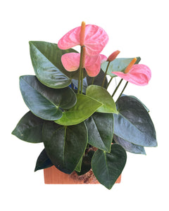 Anthurium andraeanum 'Royal Spirit Champion' - Root Houseplants