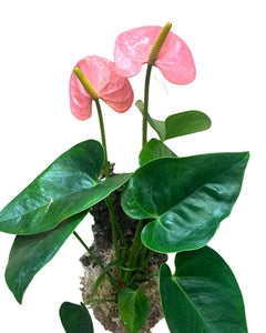 Anthurium andraeanum 'Royal Spirit Champion' - Root Houseplants