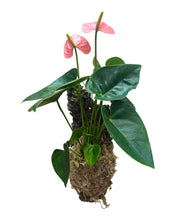 Charger l&#39;image dans la galerie, Anthurium andraeanum &#39;Royal Spirit Champion&#39; - Root Houseplants
