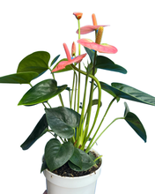 Charger l&#39;image dans la galerie, Anthurium andraeanum &#39;Royal Spirit Champion&#39; - Root Houseplants
