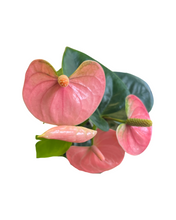 Charger l&#39;image dans la galerie, Anthurium andraeanum &#39;Royal Spirit Champion&#39; - Root Houseplants
