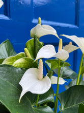 Charger l&#39;image dans la galerie, Anthurium andraeanum &#39;Royal White Champion&#39; - Root Houseplants
