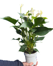 Charger l&#39;image dans la galerie, Anthurium andraeanum &#39;Royal White Champion&#39; - Root Houseplants

