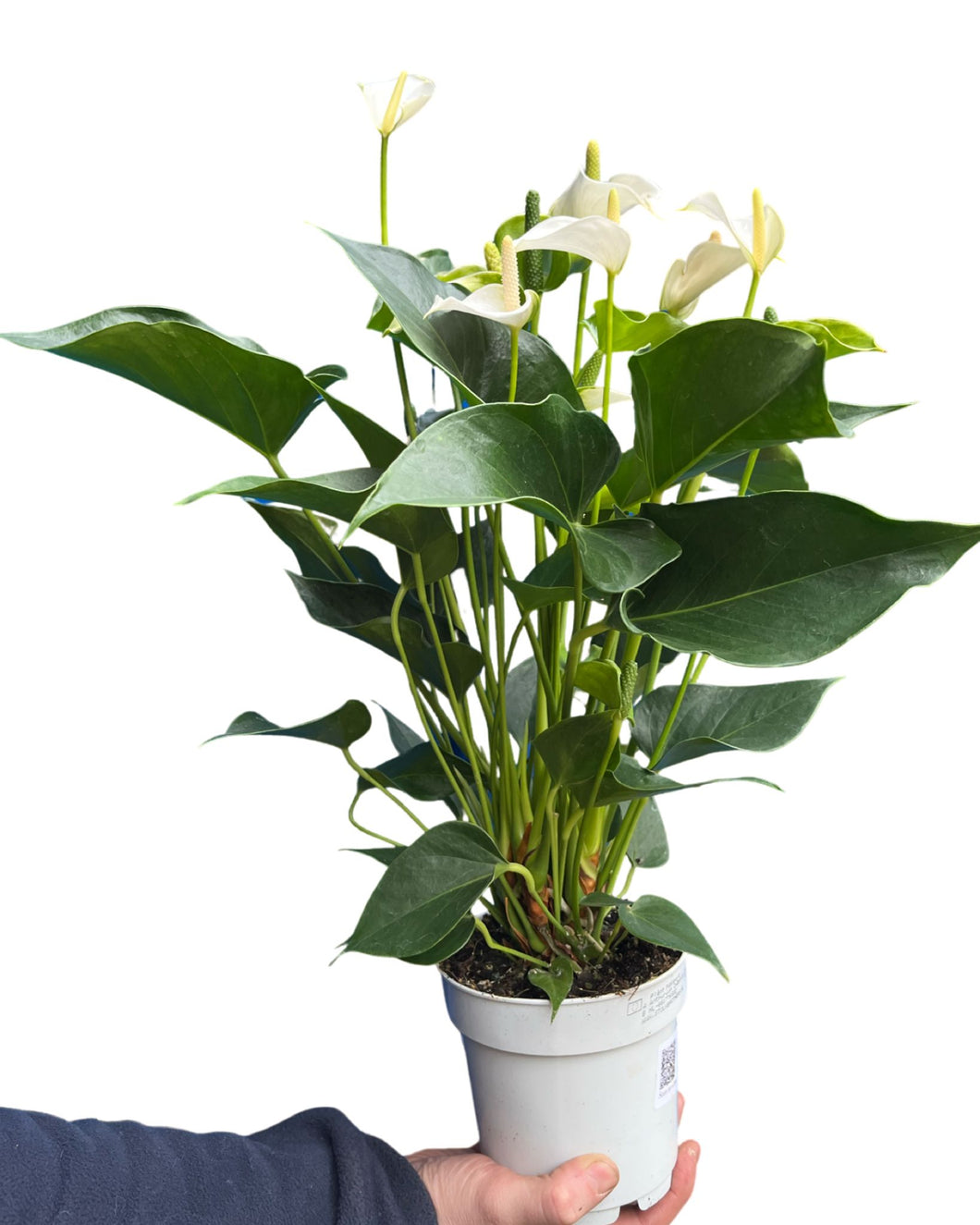 Anthurium andraeanum 'Royal White Champion' - Root Houseplants