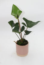 Charger l&#39;image dans la galerie, Anthurium &#39;Arrow&#39; - Root Houseplants
