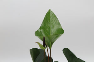 Anthurium 'Arrow' - Root Houseplants