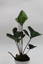 Charger l&#39;image dans la galerie, Anthurium &#39;Arrow&#39; - Root Houseplants
