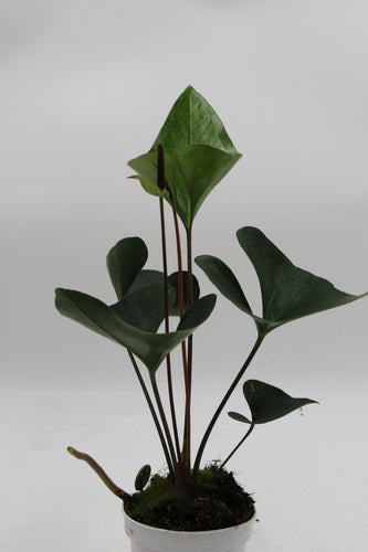 Anthurium 'Arrow' - Root Houseplants