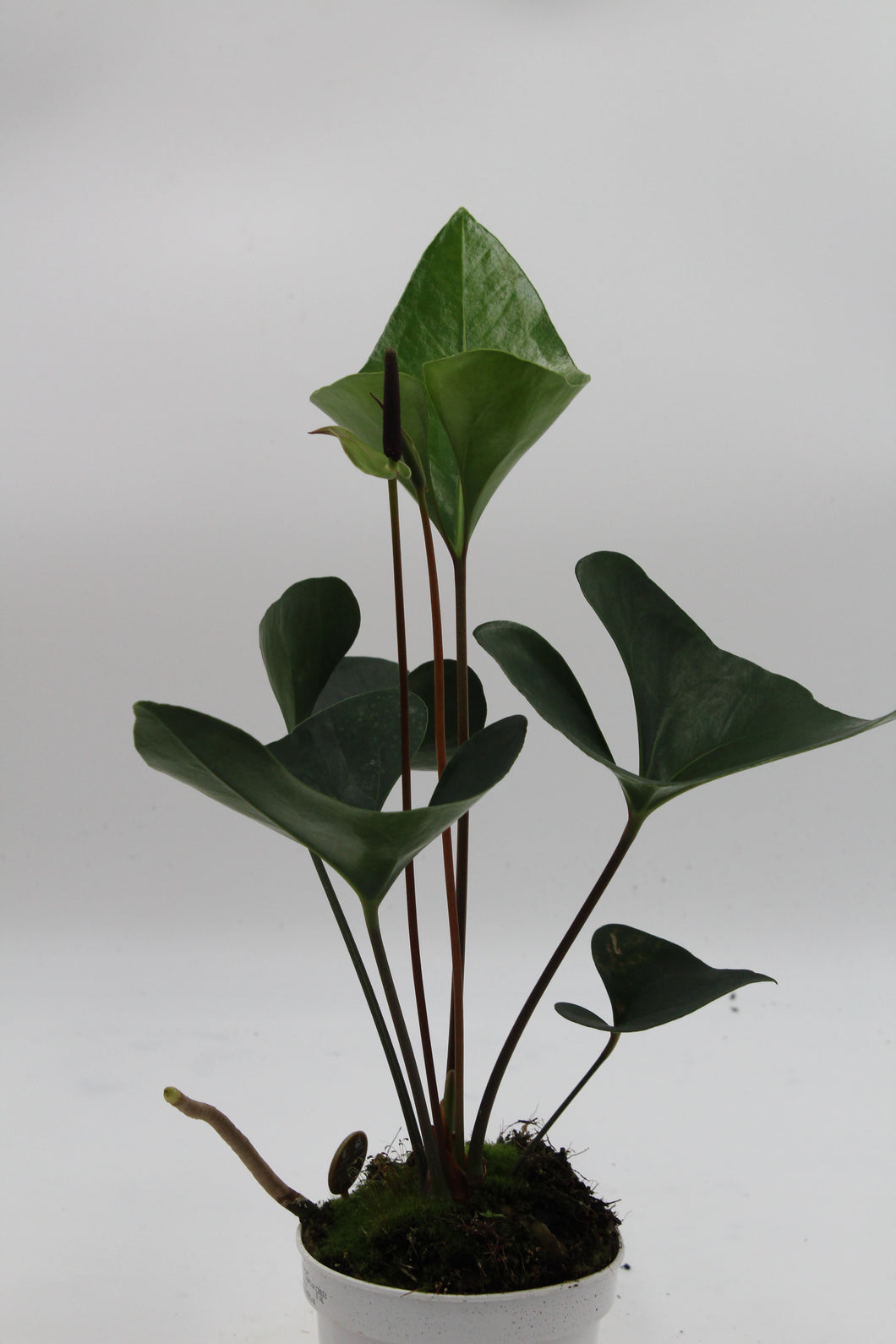 Anthurium 'Arrow' - Root Houseplants