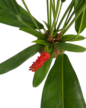 Charger l&#39;image dans la galerie, Anthurium bakeri - Root Houseplants
