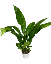 Charger l&#39;image dans la galerie, Anthurium bakeri - Root Houseplants

