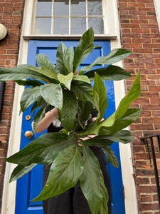 Anthurium crassinervium var. crassinervium (Jungle Bush) - Root Houseplants