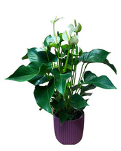 Charger l&#39;image dans la galerie, Anthurium in velvet planter - Root Houseplants
