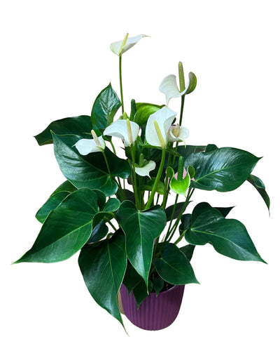 Anthurium in velvet planter - Root Houseplants