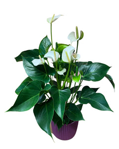 Anthurium in velvet planter - Root Houseplants