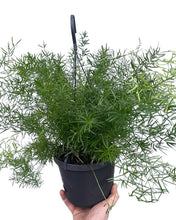 Charger l&#39;image dans la galerie, Asparagus densiflorus &#39;Sprengeri&#39; - Root Houseplants

