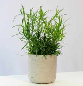 Asparagus falcatus - Root Houseplants