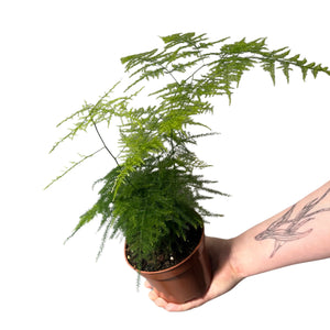 Asparagus setaceus - Asparagus fern - Root Houseplants