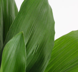 Aspidistra elatior - Root Houseplants