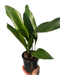 Aspidistra elatior - Root Houseplants