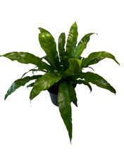 Charger l&#39;image dans la galerie, Asplenium antiquum &#39;Osaka&#39; - Root Houseplants
