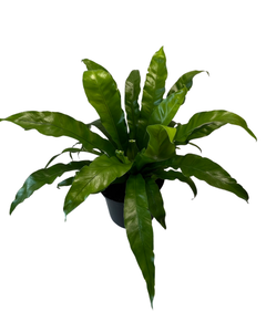 Asplenium antiquum 'Osaka' - Root Houseplants