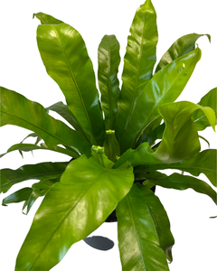 Asplenium antiquum 'Osaka' - Root Houseplants
