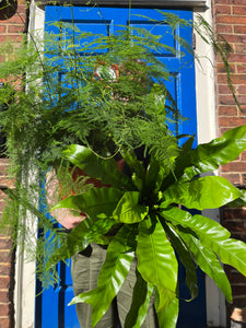 Asplenium antiquum 'Osaka' - Root Houseplants