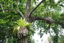 Load image into Gallery viewer, Asplenium nidus - Bird&#39;s nest fern - Root Houseplants
