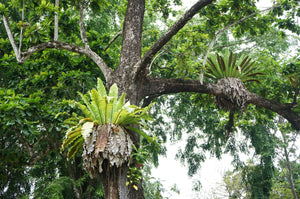 Asplenium nidus - Bird's nest fern - Root Houseplants