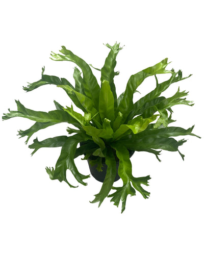 Asplenium nidus 'Crissie' - Root Houseplants