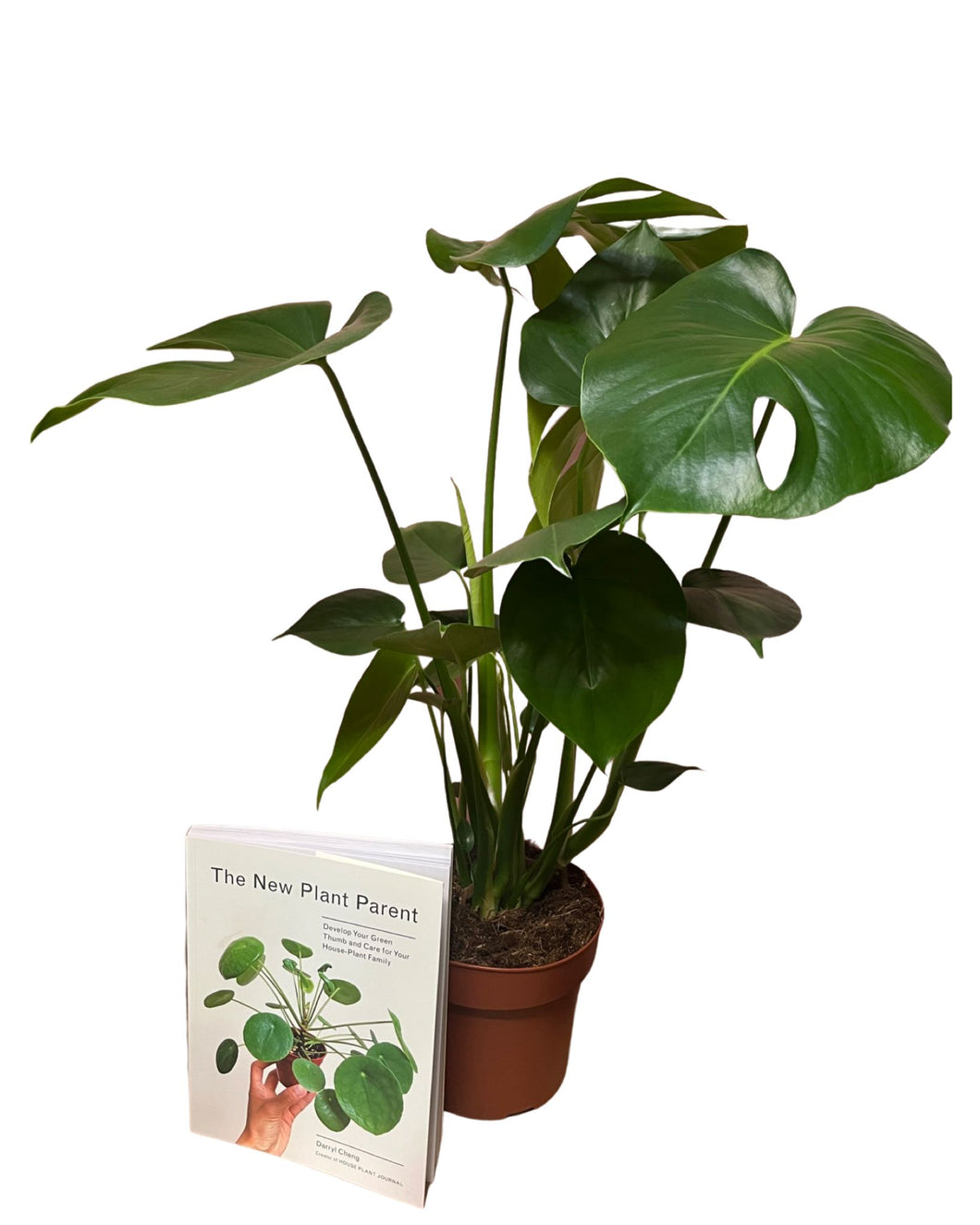 Plant and Book Christmas Bundle