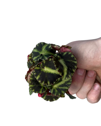 Begonia cleopatrae - Root Houseplants