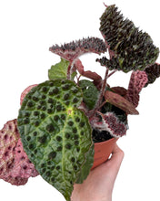 Load image into Gallery viewer, Begonia ferox - Root Houseplants
